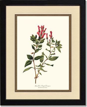 Snap-Dragon, Gambles | Flower/Floral Art Print