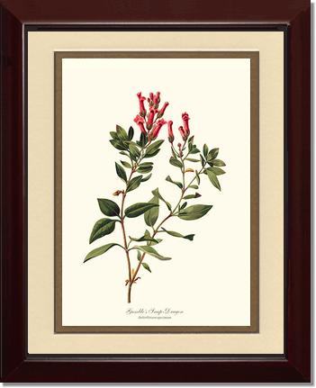 Snap-Dragon, Gambles | Flower/Floral Art Print