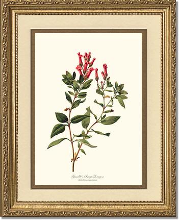 Snap-Dragon, Gambles | Flower/Floral Art Print