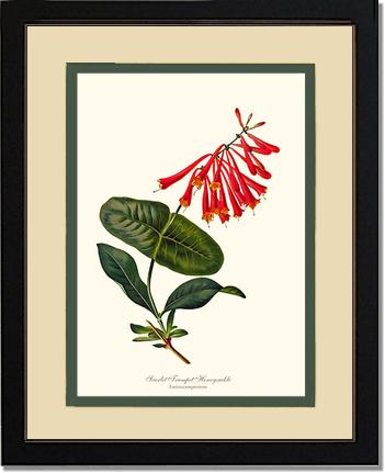 Honeysuckle, Scarlet Trumpet | Flower/Floral Art Print