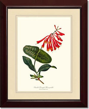 Honeysuckle, Scarlet Trumpet