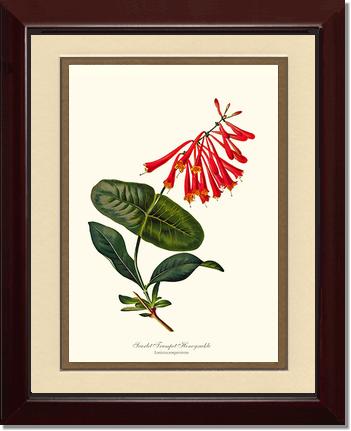 Honeysuckle, Scarlet Trumpet | Flower/Floral Art Print