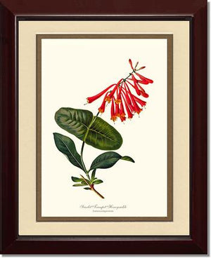 Honeysuckle, Scarlet Trumpet