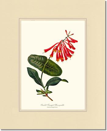 Honeysuckle, Scarlet Trumpet | Flower/Floral Art Print