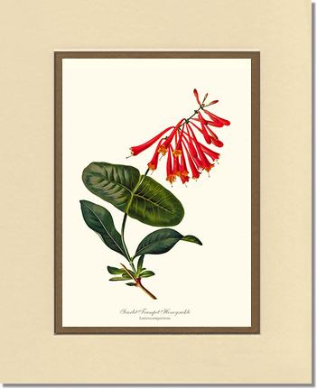 Honeysuckle, Scarlet Trumpet | Flower/Floral Art Print