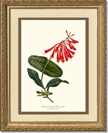 Honeysuckle, Scarlet Trumpet | Flower/Floral Art Print