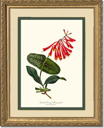 Honeysuckle, Scarlet Trumpet | Flower/Floral Art Print