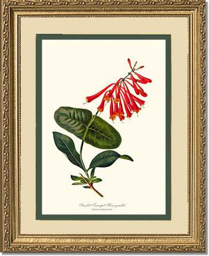 Honeysuckle, Scarlet Trumpet