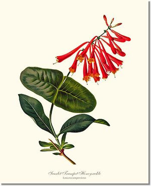 Flower Floral Print: Honeysuckle, Scarlet Trumpet