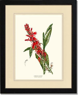 Cardinal Flower