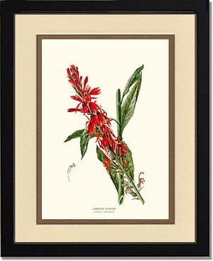 Cardinal Flower