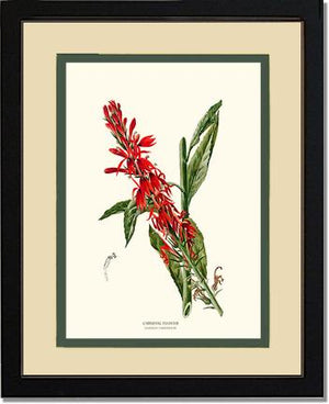 Cardinal Flower