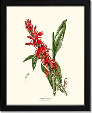 Cardinal Flower