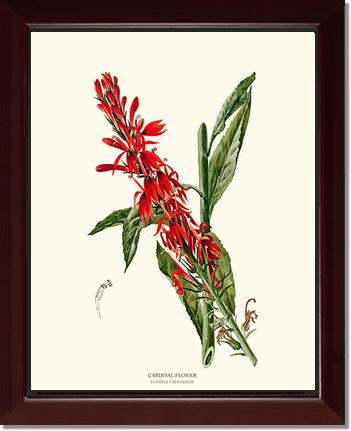Cardinal Flower | Flower/Floral Art Print