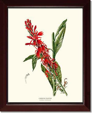 Cardinal Flower