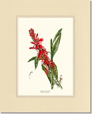 Cardinal Flower | Flower/Floral Art Print