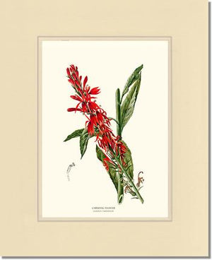 Cardinal Flower