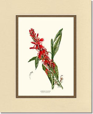 Cardinal Flower