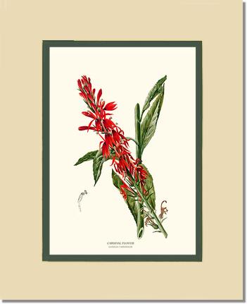 Cardinal Flower | Flower/Floral Art Print