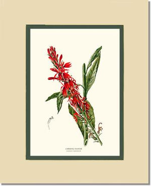 Cardinal Flower