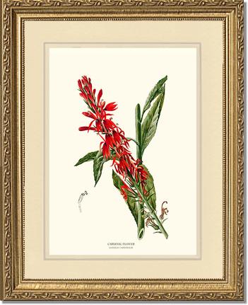Cardinal Flower | Flower/Floral Art Print