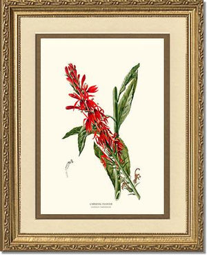 Cardinal Flower