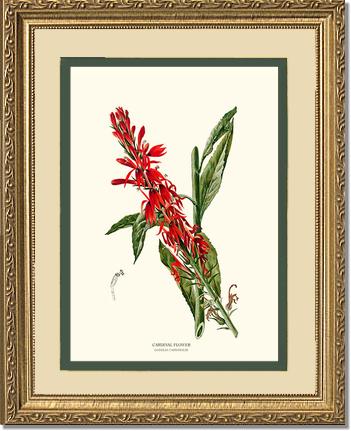Cardinal Flower | Flower/Floral Art Print