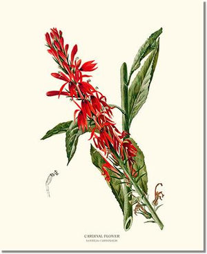 Cardinal Flower Lobelia