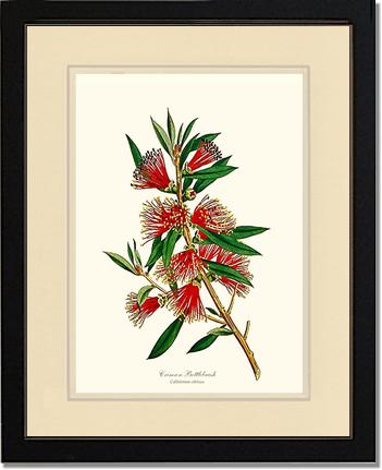 Crimson Bottlebrush | Flower/Floral Art Print