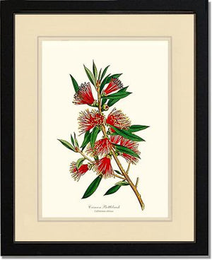 Crimson Bottlebrush