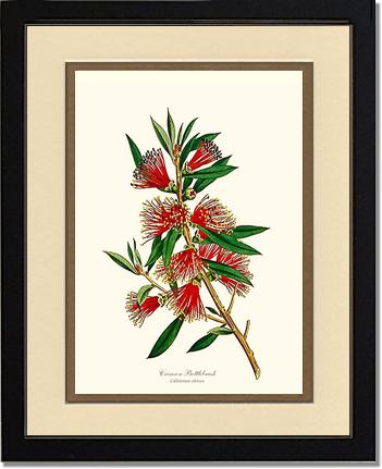 Crimson Bottlebrush | Flower/Floral Art Print