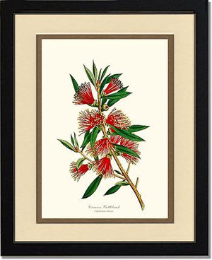 Crimson Bottlebrush