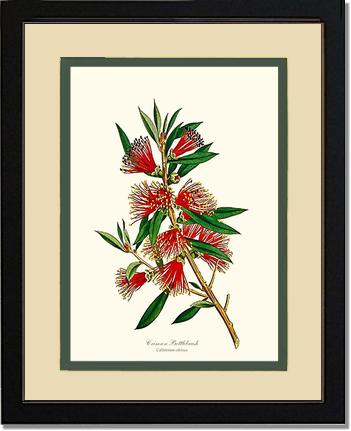 Crimson Bottlebrush | Flower/Floral Art Print