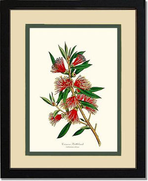 Crimson Bottlebrush