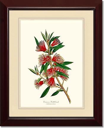 Crimson Bottlebrush | Flower/Floral Art Print