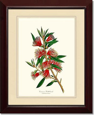 Crimson Bottlebrush
