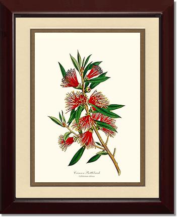 Crimson Bottlebrush | Flower/Floral Art Print