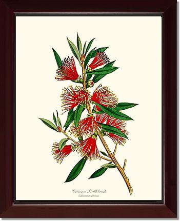 Crimson Bottlebrush | Flower/Floral Art Print