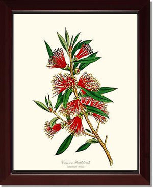 Crimson Bottlebrush