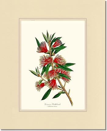 Crimson Bottlebrush | Flower/Floral Art Print