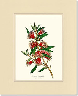 Crimson Bottlebrush