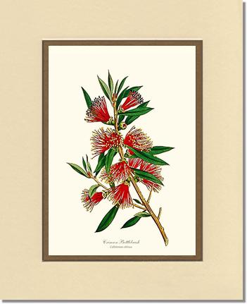 Crimson Bottlebrush | Flower/Floral Art Print
