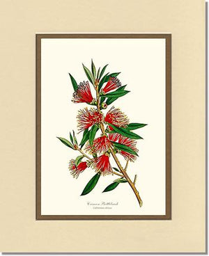Crimson Bottlebrush