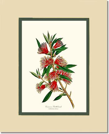Crimson Bottlebrush | Flower/Floral Art Print