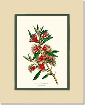 Crimson Bottlebrush