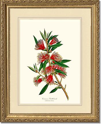 Crimson Bottlebrush | Flower/Floral Art Print