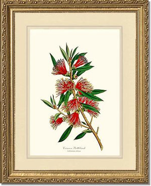 Crimson Bottlebrush
