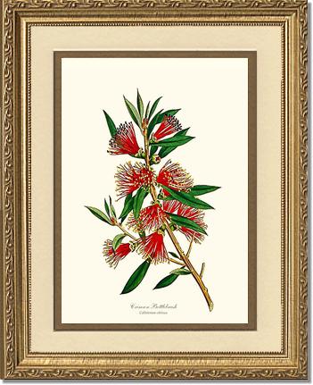 Crimson Bottlebrush | Flower/Floral Art Print
