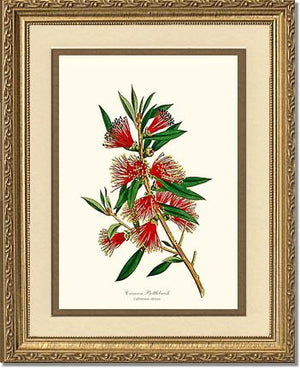 Crimson Bottlebrush