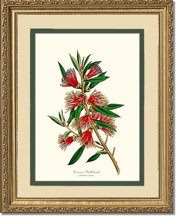 Crimson Bottlebrush | Flower/Floral Art Print